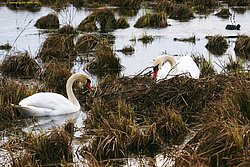 Schwan-011.jpg