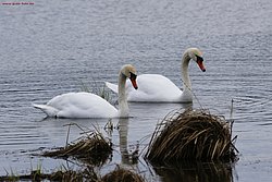 Schwan-012.jpg