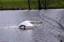 Schwan-013.jpg