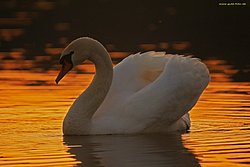 Schwan-015.jpg