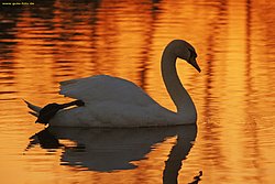 Schwan-016.jpg