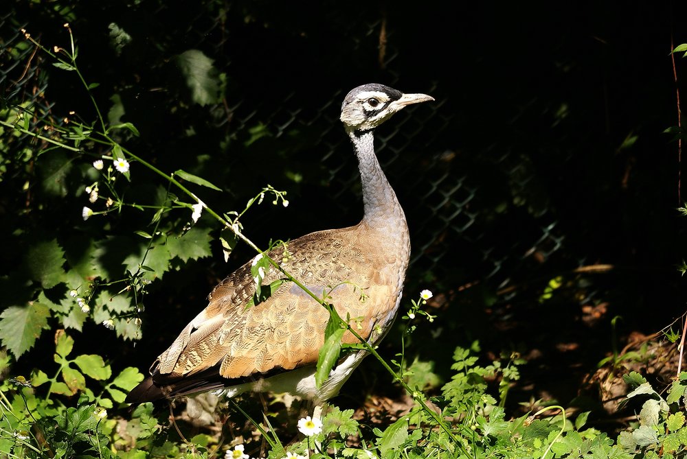 Senegaltrappe-2.JPG
