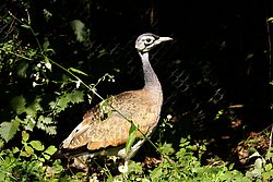 Senegaltrappe-2.JPG