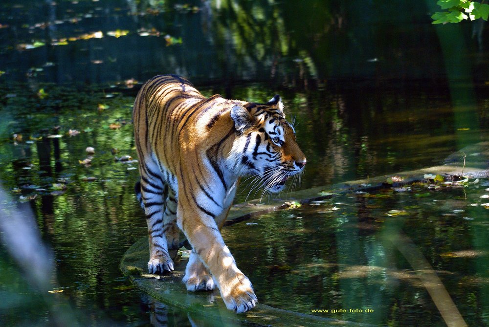 Sibirischer-Tiger-02.jpg
