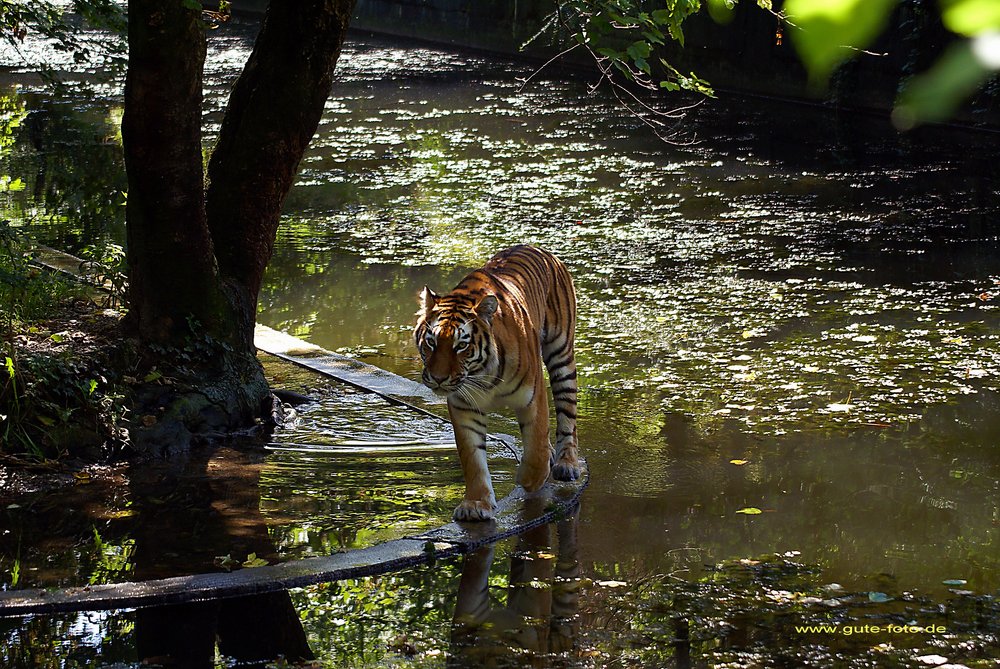 Sibirischer-Tiger-03.jpg
