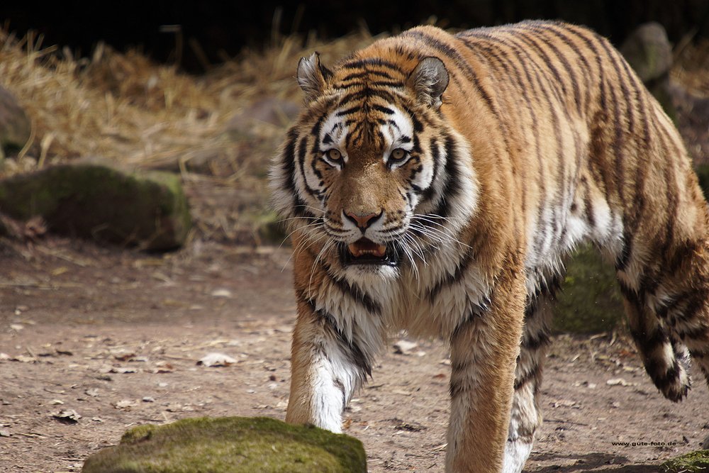 Sibirischer-Tiger-05.jpg