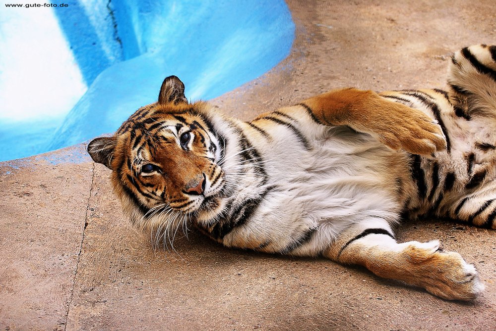 Sibirischer-Tiger-10.jpg