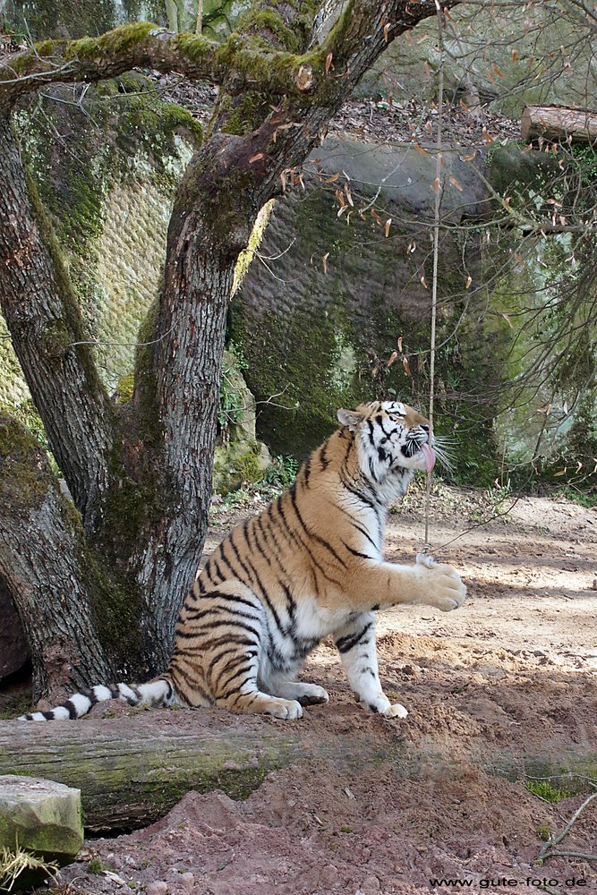 Sibirischer-Tiger-16.jpg