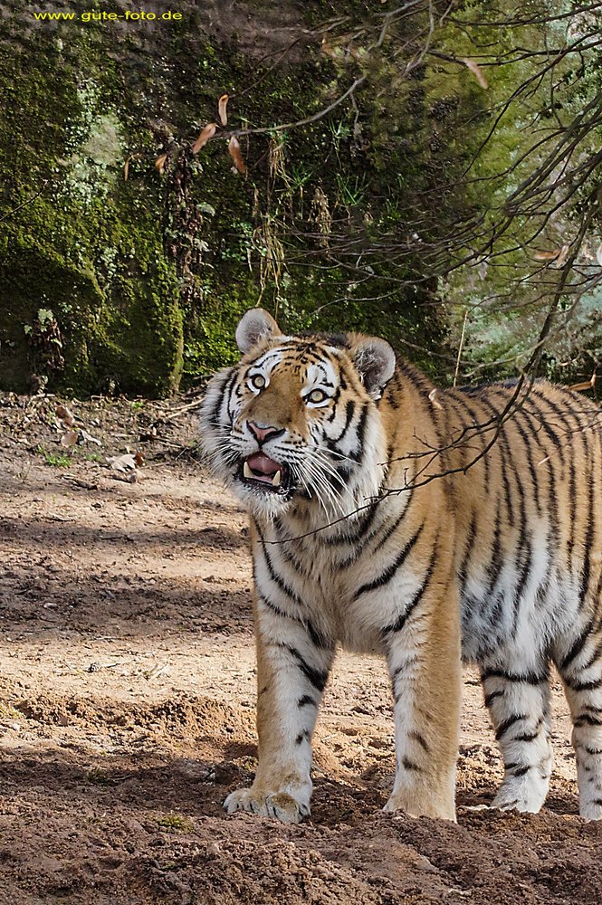 Sibirischer-Tiger-18.jpg