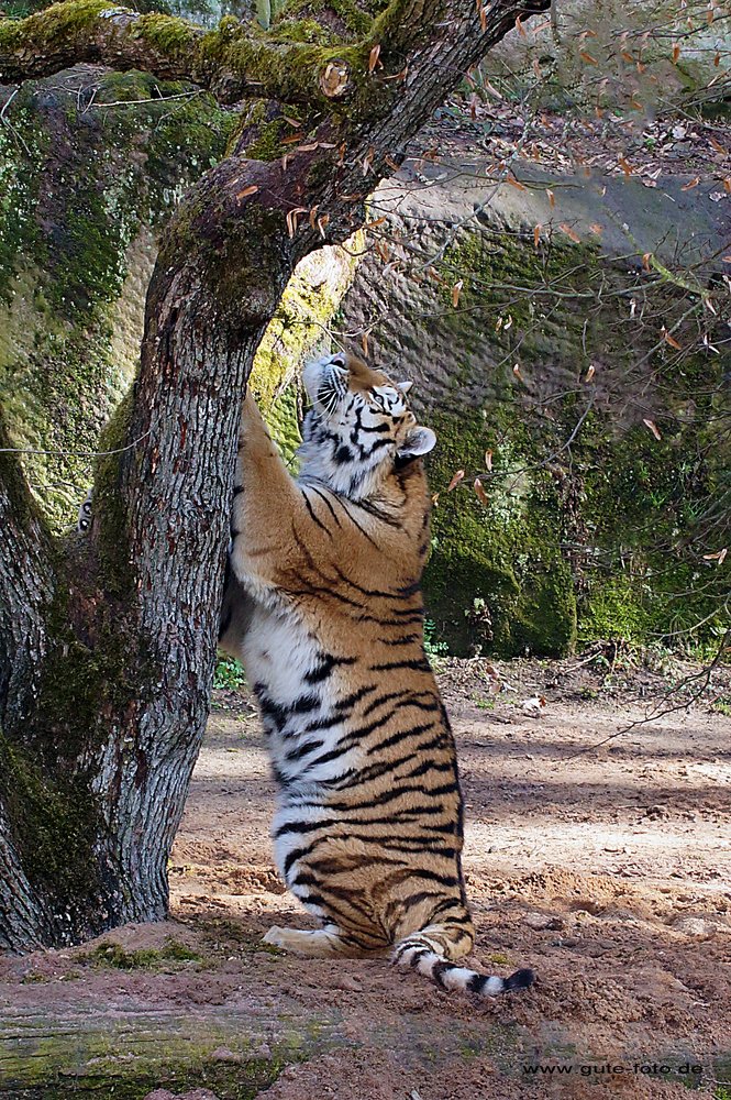 Sibirischer-Tiger-19.jpg