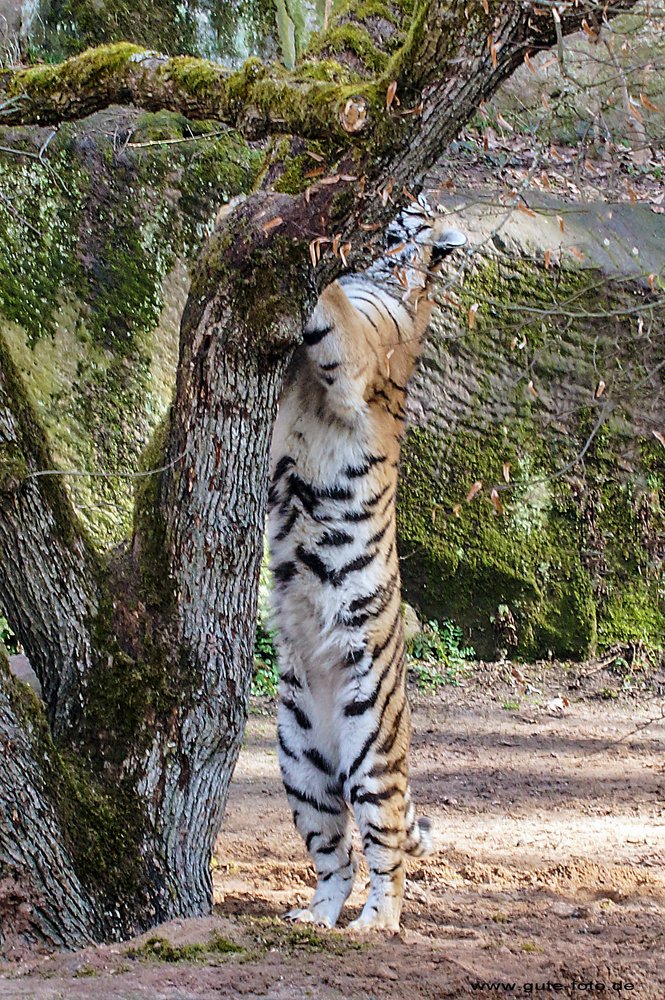 Sibirischer-Tiger-20.jpg
