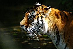 Sibirischer-Tiger-01.jpg