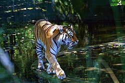 Sibirischer-Tiger-02.jpg