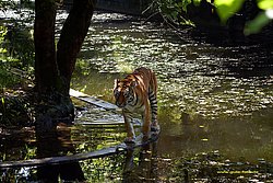 Sibirischer-Tiger-03.jpg