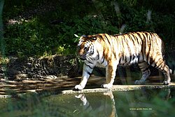 Sibirischer-Tiger-04.jpg