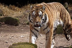 Sibirischer-Tiger-05.jpg