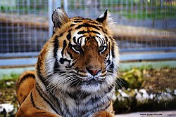 Sibirischer-Tiger-06.jpg