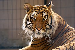 Sibirischer-Tiger-07.jpg