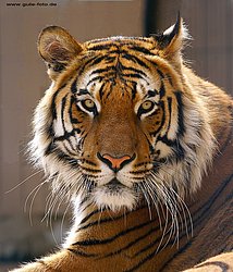 Sibirischer-Tiger-08.jpg