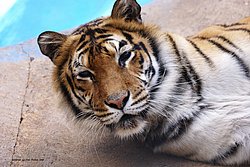 Sibirischer-Tiger-09.jpg