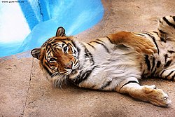 Sibirischer-Tiger-10.jpg