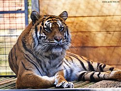 Sibirischer-Tiger-11.jpg