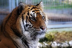 Sibirischer-Tiger-12.jpg