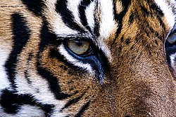 Sibirischer-Tiger-13.jpg