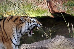 Sibirischer-Tiger-14.jpg