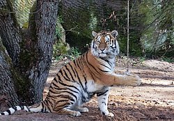 Sibirischer-Tiger-15.jpg