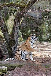 Sibirischer-Tiger-16.jpg