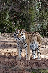 Sibirischer-Tiger-17.jpg