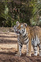 Sibirischer-Tiger-18.jpg