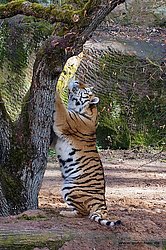 Sibirischer-Tiger-19.jpg