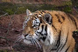 Sibirischer-Tiger-21.jpg