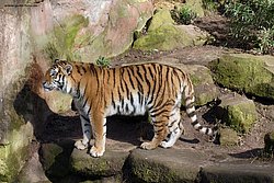 Sibirischer-Tiger-22.jpg