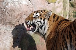 Sibirischer-Tiger-23.jpg