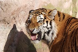 Sibirischer-Tiger-24.jpg