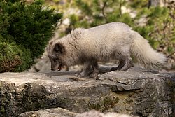 Silberfuchs - 1.JPG