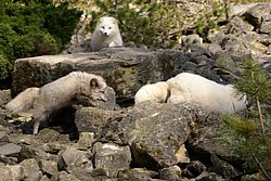 Silberfuchs - 3.JPG