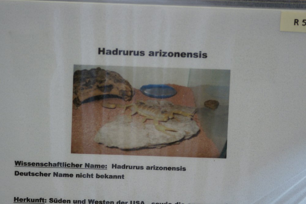 Hadrurus-arizonensis-02.JPG