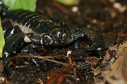 Afrikanischer-Kaiserskorpion-01.jpg