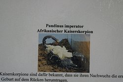 Afrikanischer-Kaiserskorpion-03.JPG