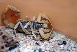Hadrurus-arizonensis-01.jpg