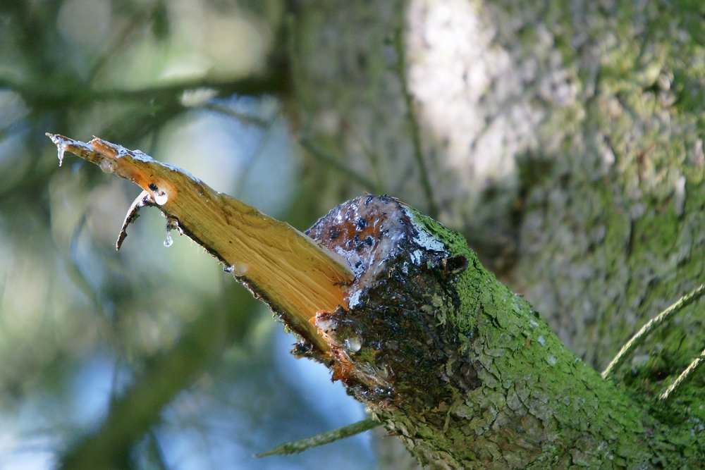 will weiter wachsen.JPG