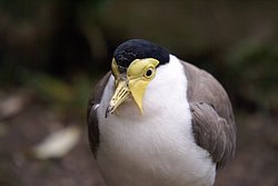 Soldatenkiebitz-2.jpg