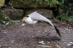 Soldatenkiebitz-5.jpg
