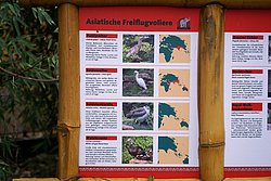 Soldatenkiebitz-6.jpg