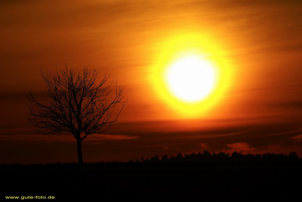 Sonne und Baum.jpg
