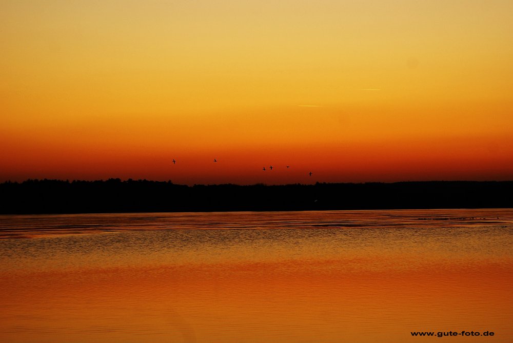 Voegel im Abendlicht.jpg
